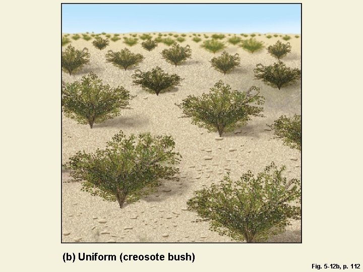 (b) Uniform (creosote bush) Fig. 5 -12 b, p. 112 