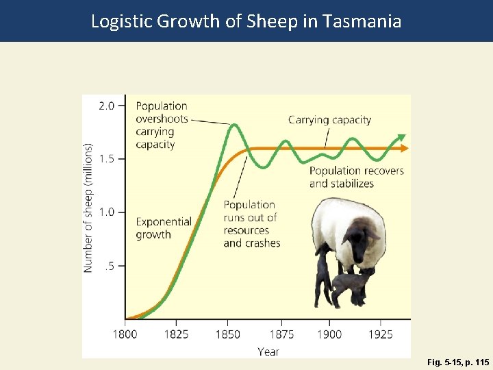 Logistic Growth of Sheep in Tasmania Fig. 5 -15, p. 115 