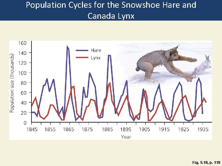 Population Cycles for the Snowshoe Hare and Canada Lynx Fig. 5 -18, p. 118