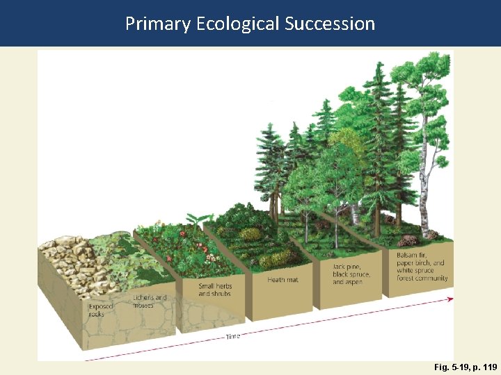 Primary Ecological Succession Fig. 5 -19, p. 119 