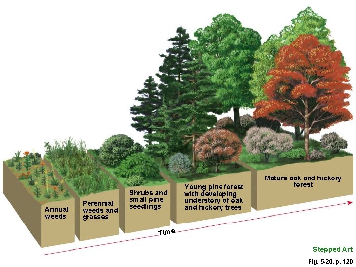 Annual weeds Perennial weeds and grasses Shrubs and small pine seedlings Young pine forest