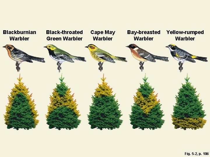 Blackburnian Warbler Black-throated Green Warbler Cape May Warbler Bay-breasted Warbler Yellow-rumped Warbler Fig. 5