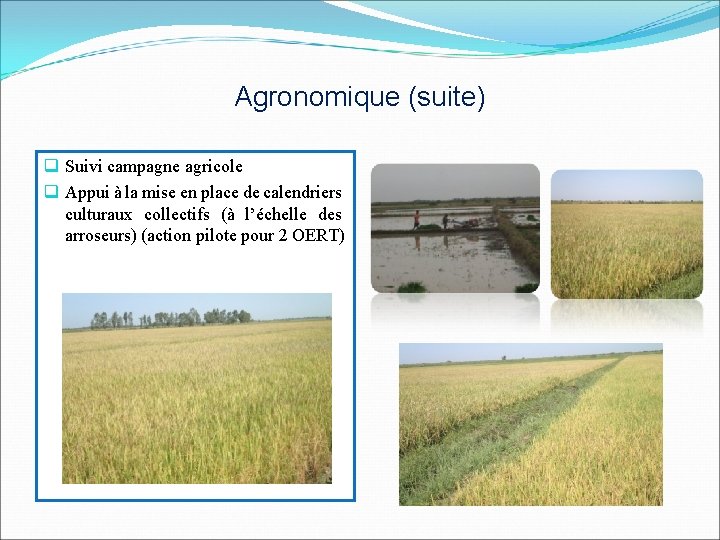 Agronomique (suite) q Suivi campagne agricole q Appui à la mise en place de