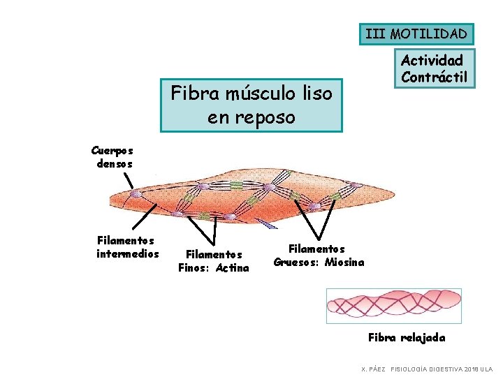 III MOTILIDAD Actividad Contráctil Fibra músculo liso en reposo Cuerpos densos Filamentos intermedios Filamentos