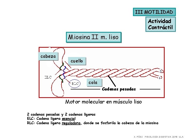 III MOTILIDAD Actividad Contráctil Miosina II m. liso cabeza cuello cola Cadenas pesadas Motor