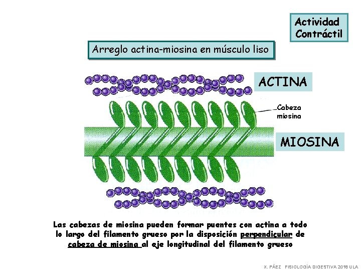 Actividad Contráctil Arreglo actina-miosina en músculo liso ACTINA Cabeza miosina MIOSINA Las cabezas de