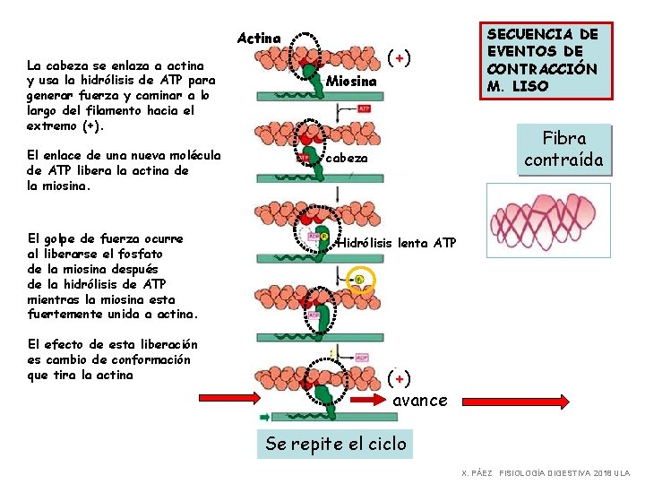 Actina La cabeza se enlaza a actina y usa la hidrólisis de ATP para