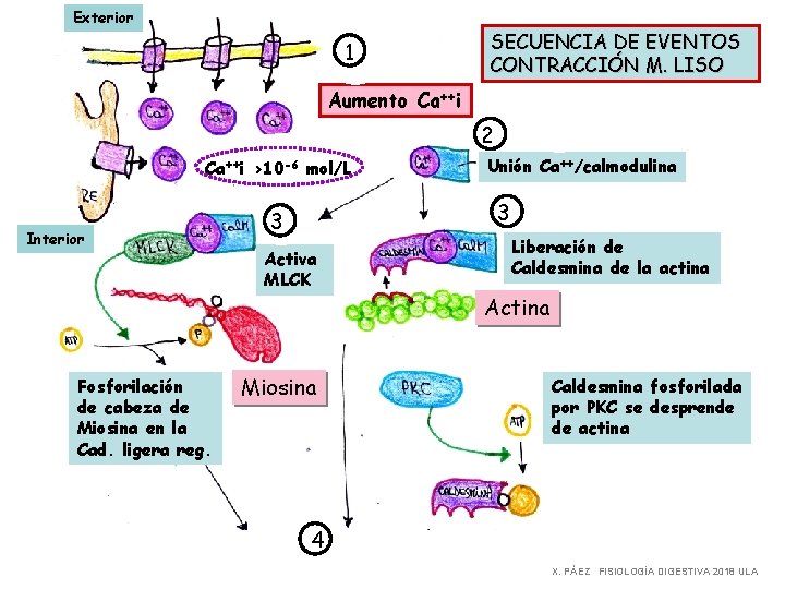 Exterior 1 SECUENCIA DE EVENTOS CONTRACCIÓN M. LISO Aumento Ca++i 2 Ca++i >10 -6