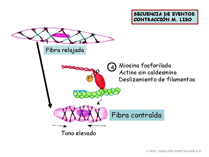 SECUENCIA DE EVENTOS CONTRACCIÓN M. LISO Fibra relajada 4 Miosina fosforilada Actina sin caldesmina