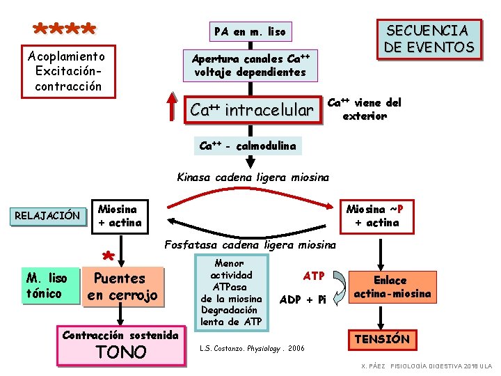 **** Acoplamiento SECUENCIA DE EVENTOS PA en m. liso Apertura canales Ca++ voltaje dependientes