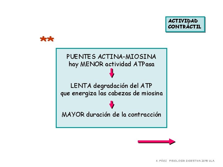 ACTIVIDAD CONTRÁCTIL ** PUENTES ACTINA-MIOSINA hay MENOR actividad ATPasa LENTA degradación del ATP que