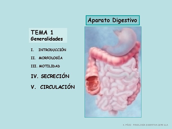 Aparato Digestivo TEMA 1 Generalidades I. INTRODUCCIÓN II. MORFOLOGÍA III. MOTILIDAD IV. SECRECIÓN V.