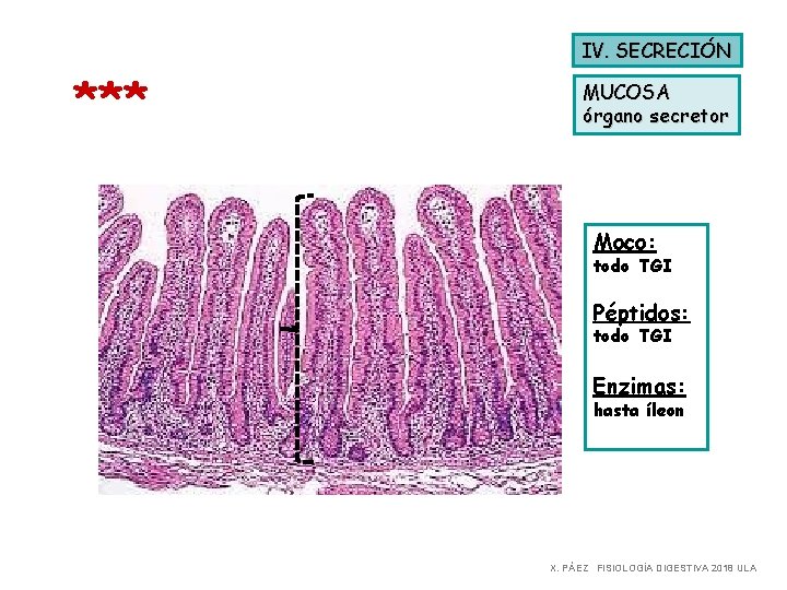 IV. SECRECIÓN *** MUCOSA órgano secretor Moco: todo TGI Péptidos: todo TGI Enzimas: hasta