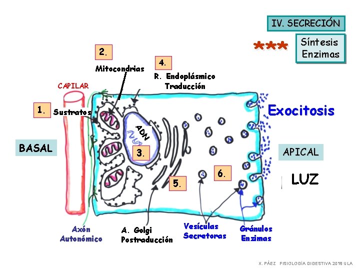 IV. SECRECIÓN 2. Mitocondrias CAPILAR *** 4. Síntesis Enzimas R. Endoplásmico Traducción Exocitosis 1.