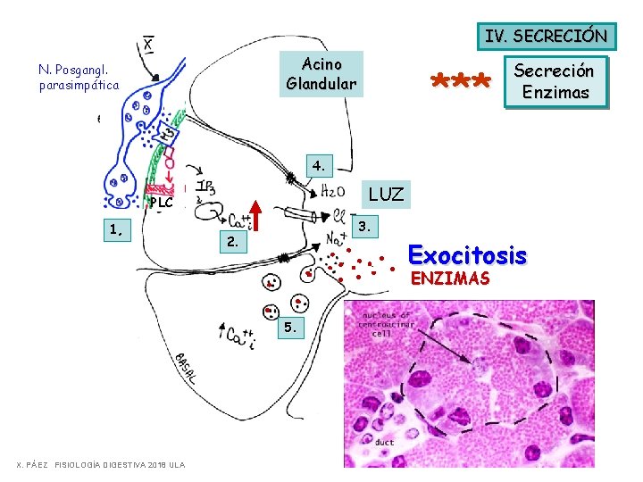 IV. SECRECIÓN Acino Glandular N. Posgangl. parasimpática *** Secreción Enzimas 4. LUZ PLC 1,