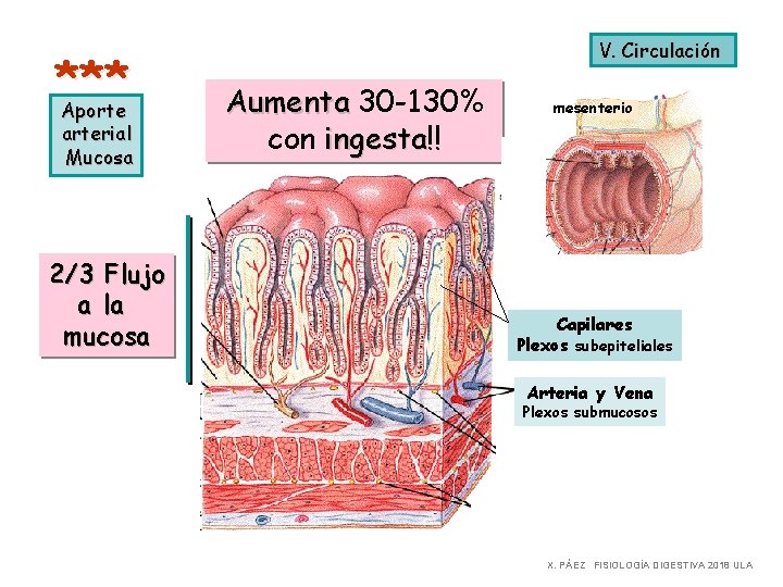 *** Aporte arterial Mucosa 2/3 Flujo a la mucosa V. Circulación Aumenta 30 -130%