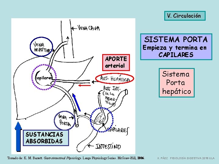 V. Circulación SISTEMA PORTA APORTE arterial Empieza y termina en CAPILARES capilares Sistema Porta