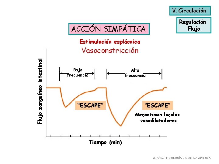 V. Circulación Regulación Flujo ACCIÓN SIMPÁTICA Estimulación esplácnica Flujo sanguíneo intestinal Vasoconstricción Baja frecuencia