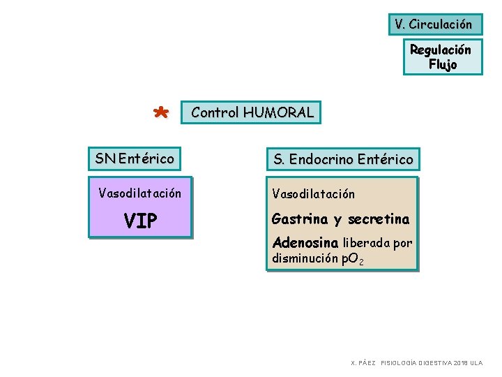 V. Circulación Regulación Flujo * SN Entérico Vasodilatación VIP Control HUMORAL S. Endocrino Entérico