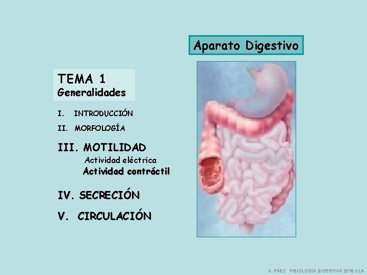 Aparato Digestivo TEMA 1 Generalidades I. INTRODUCCIÓN II. MORFOLOGÍA III. MOTILIDAD Actividad eléctrica Actividad