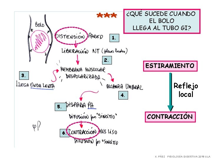 *** ¿QUÉ SUCEDE CUANDO EL BOLO LLEGA AL TUBO GI? 1. 2. ESTIRAMIENTO 3.