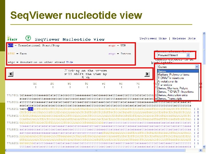 Seq. Viewer nucleotide view 