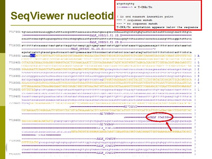 Seq. Viewer nucleotide view 