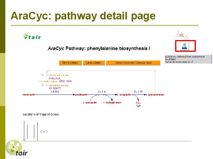 Ara. Cyc: pathway detail page 