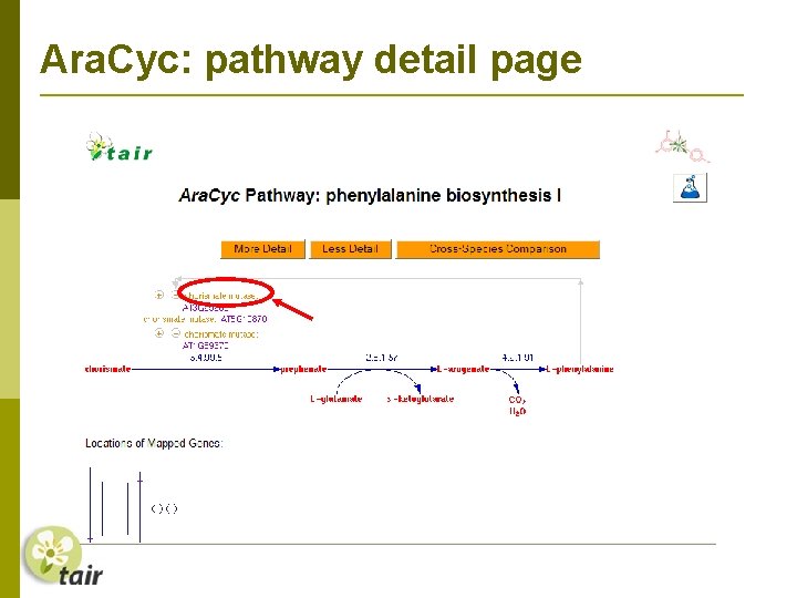 Ara. Cyc: pathway detail page 