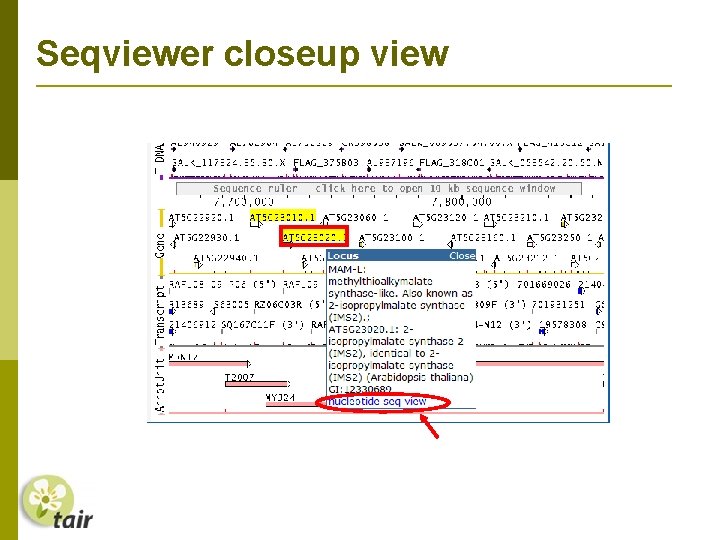 Seqviewer closeup view 