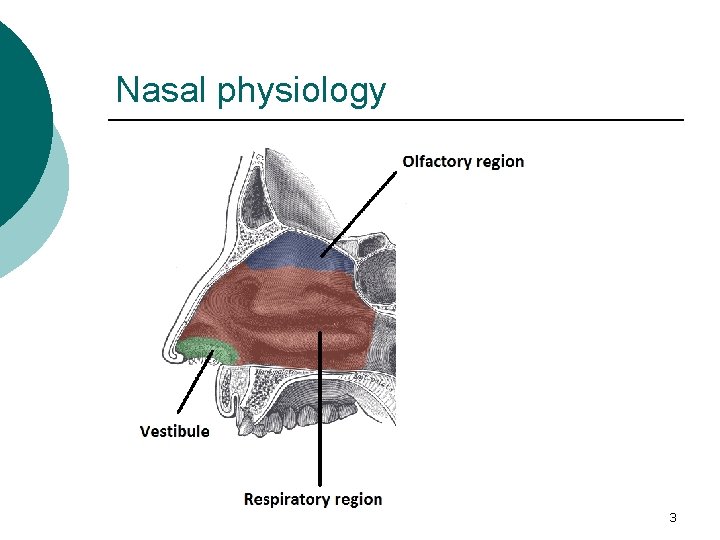 Nasal physiology 3 Nasal physiology 3