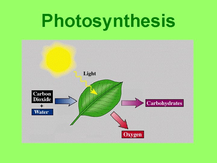 Photosynthesis 