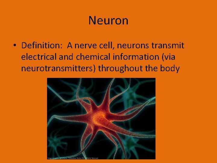 Neuron • Definition: A nerve cell, neurons transmit electrical and chemical information (via neurotransmitters)