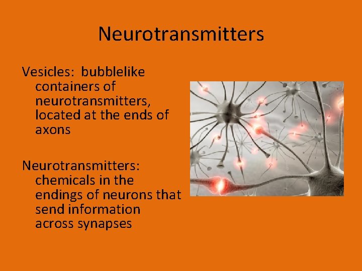 Neurotransmitters Vesicles: bubblelike containers of neurotransmitters, located at the ends of axons Neurotransmitters: chemicals