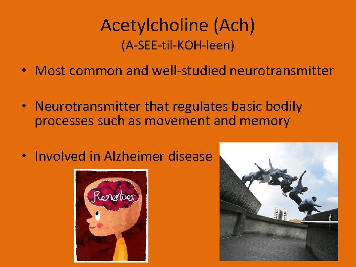 Acetylcholine (Ach) (A-SEE-til-KOH-leen) • Most common and well-studied neurotransmitter • Neurotransmitter that regulates basic