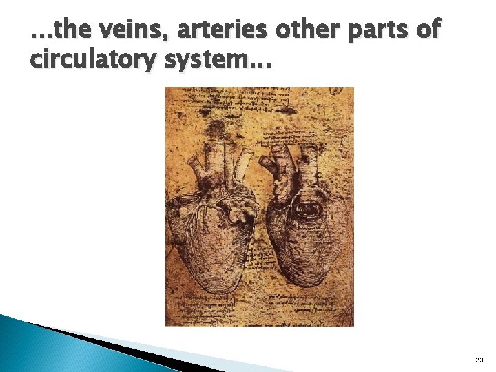 . . . the veins, arteries other parts of circulatory system. . . 23