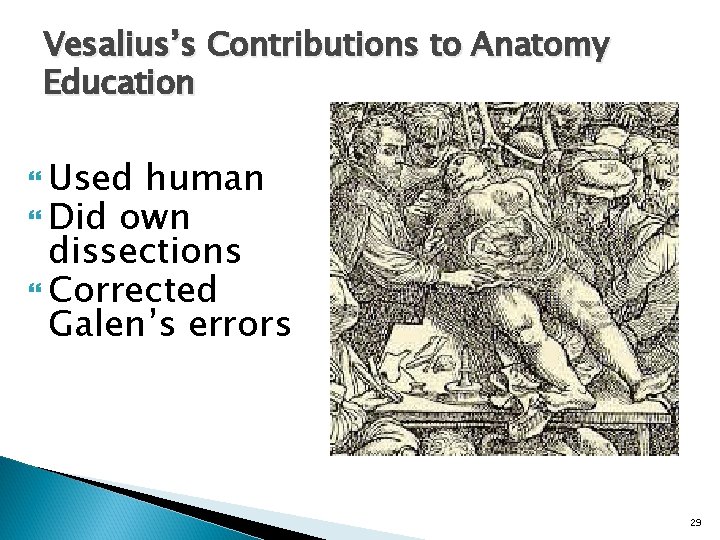 Vesalius’s Contributions to Anatomy Education Used human Did own dissections Corrected Galen’s errors 29