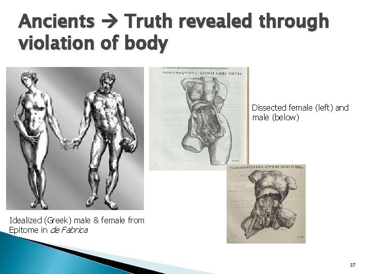 Ancients Truth revealed through violation of body Dissected female (left) and male (below) Idealized