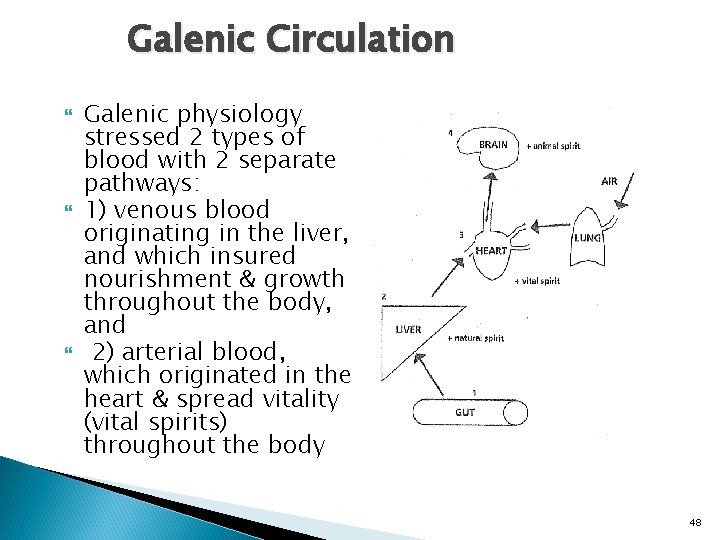 Galenic Circulation Galenic physiology stressed 2 types of blood with 2 separate pathways: 1)