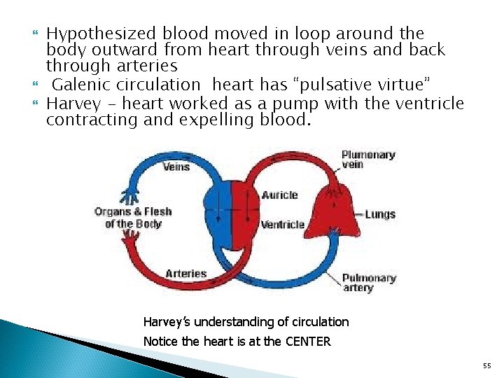  Hypothesized blood moved in loop around the body outward from heart through veins