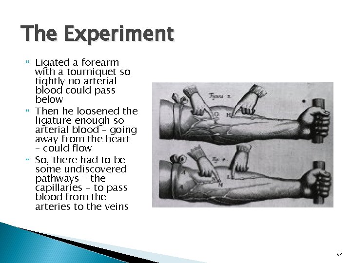 The Experiment Ligated a forearm with a tourniquet so tightly no arterial blood could