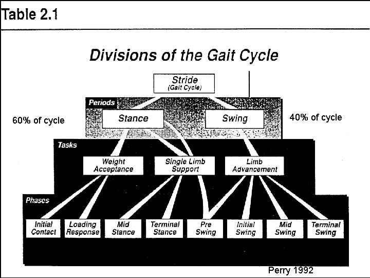 40% of cycle 60% of cycle 2009 Margo Prim Haynes & Mary Rose Franjoine
