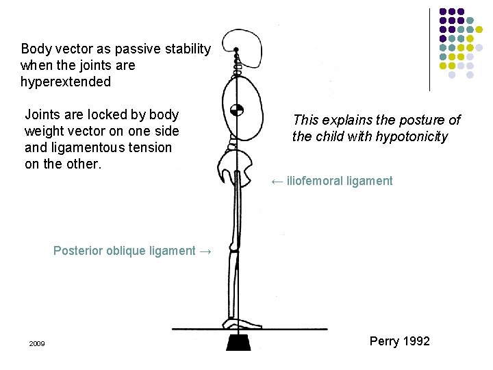 Body vector as passive stability when the joints are hyperextended Joints are locked by