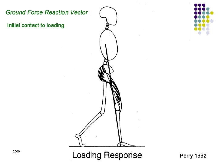 Ground Force Reaction Vector Initial contact to loading 2009 Margo Prim Haynes & Mary