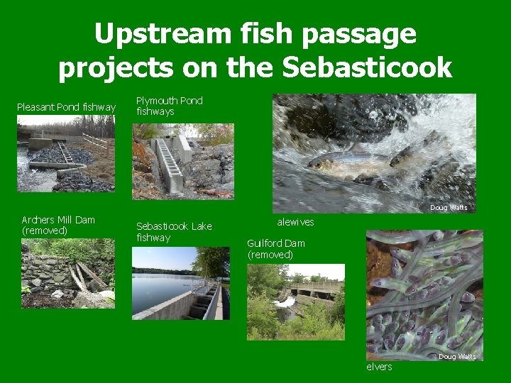 Upstream fish passage projects on the Sebasticook Pleasant Pond fishway Plymouth Pond fishways Doug