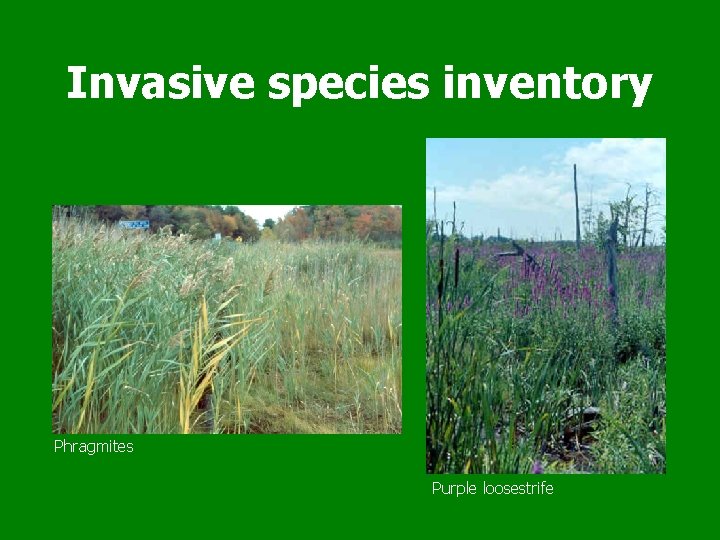 Invasive species inventory Phragmites Purple loosestrife 