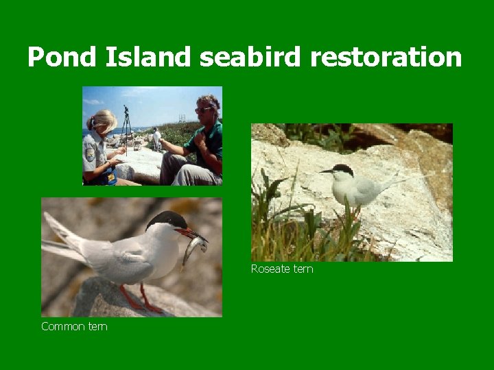 Pond Island seabird restoration Roseate tern Common tern 