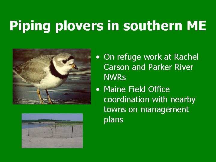 Piping plovers in southern ME • On refuge work at Rachel Carson and Parker