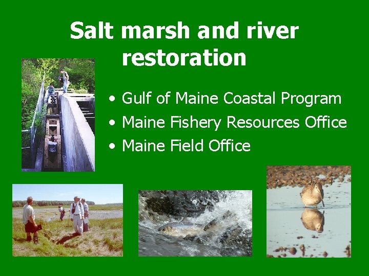 Salt marsh and river restoration • Gulf of Maine Coastal Program • Maine Fishery