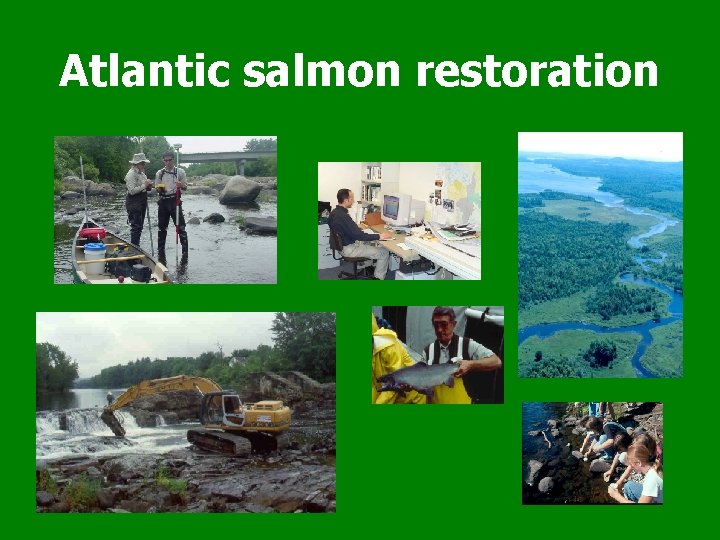 Atlantic salmon restoration 